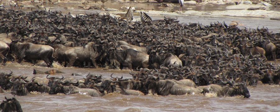 6 days Great Serengeti wildebeest migration safari