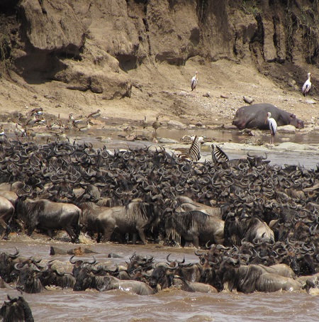 6 days Great Serengeti wildebeest migration safari