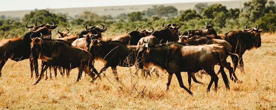 6 days greatest Masai Mara Kenya safari for 2024, 2025, and 2026