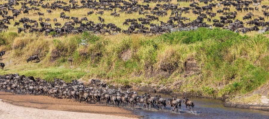 6 days Great Serengeti wildebeest migration safari