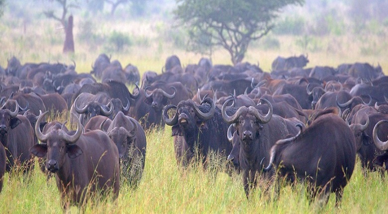 2025/2026  Best 6 Days Serengeti Miration Tanzania Safari Package