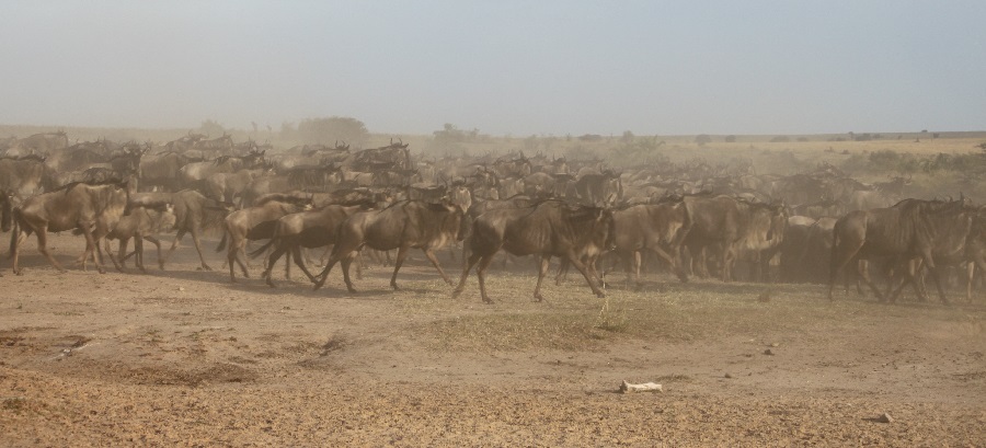 7 days Serengeti Wildebeest Migration tours