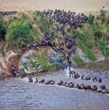 The best 7 days the greatest Masai Mara wildebeest migration safari for 2026, 2027, and 2028