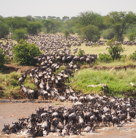 7 days Masai Mara wildebeest migration Northern Serengeti River Crossing