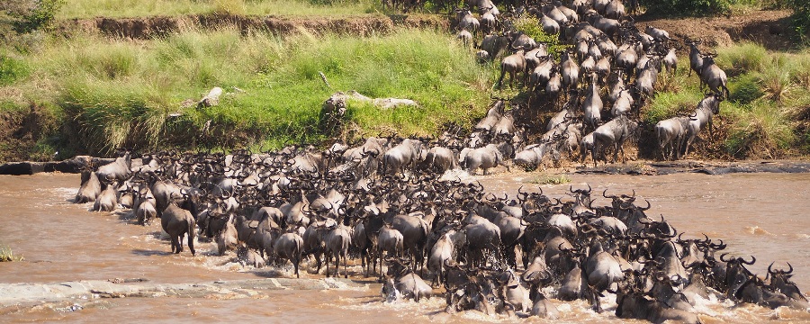 7 days Masai Mara wildebeest migration Northern Serengeti River Crossing