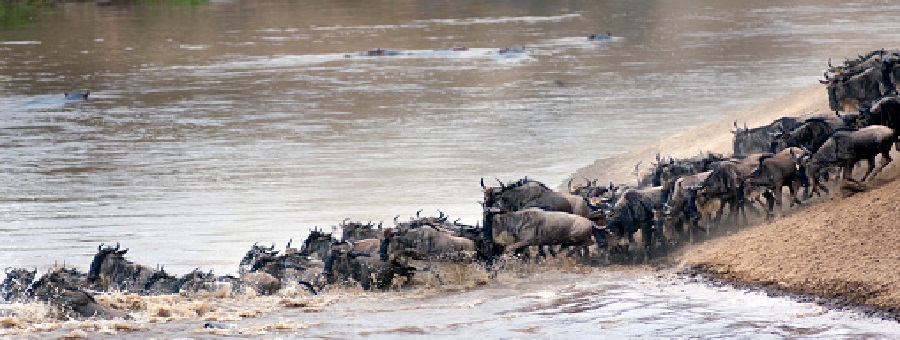 7 days wildebeest migration (Mara River crossing)