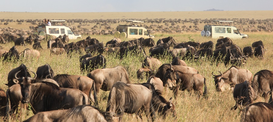 8 days 7 nights Serengeti wildebeest migration safaris