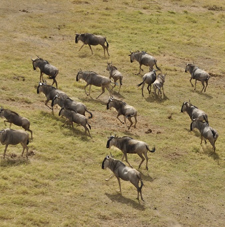 The best 8 days Masai Mara the greatest wildebeest migration safari for 2024, 2025, and 2026