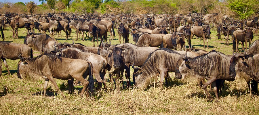 9 days 8 nights Serengeti wildebeest migration safaris