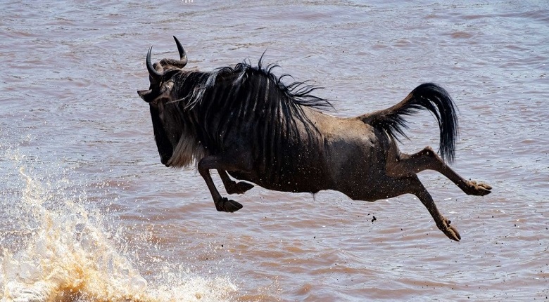 2025/2026  Best 9 Days Serengeti Miration Tanzania Safari Package