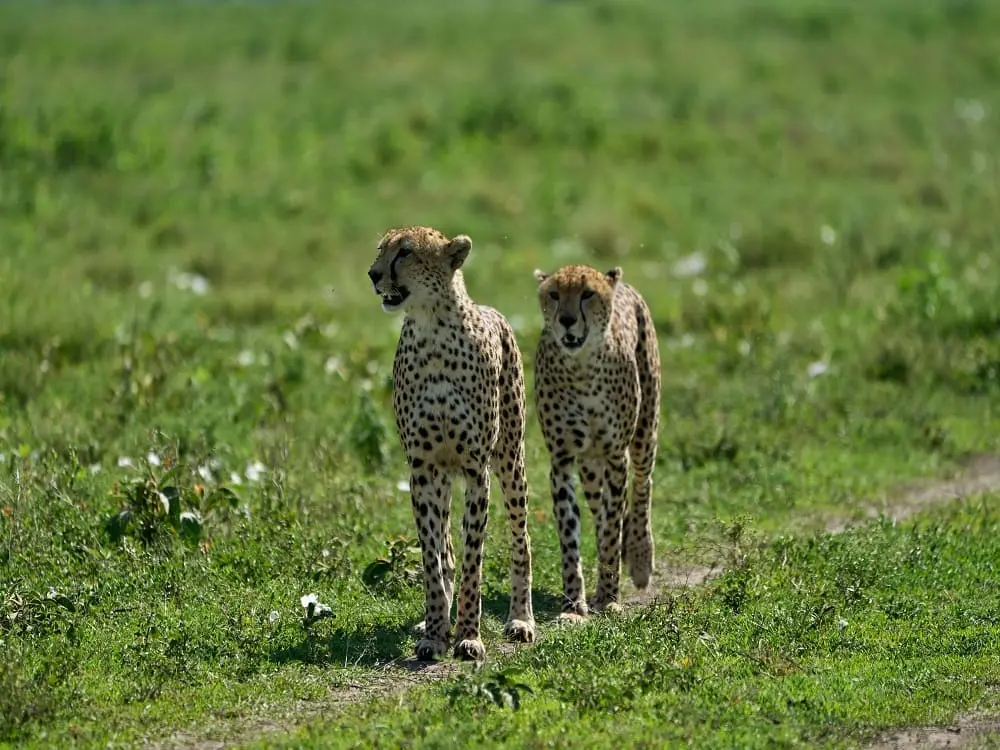 Africa safari FAQs