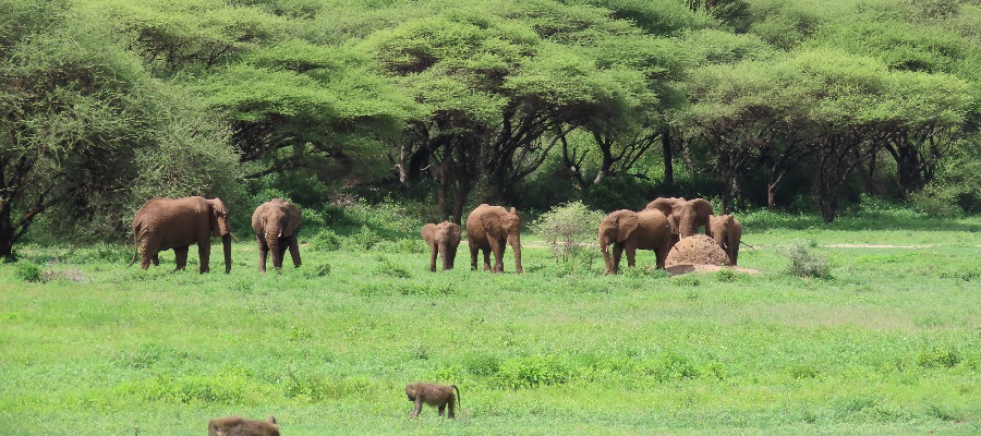 The African Ngorongoro Crater and its interesting facts