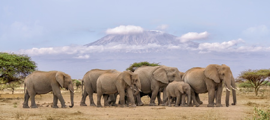 The best Amboseli National Park: The best view of the world’s tallest free-standing mount Kilimanjaro