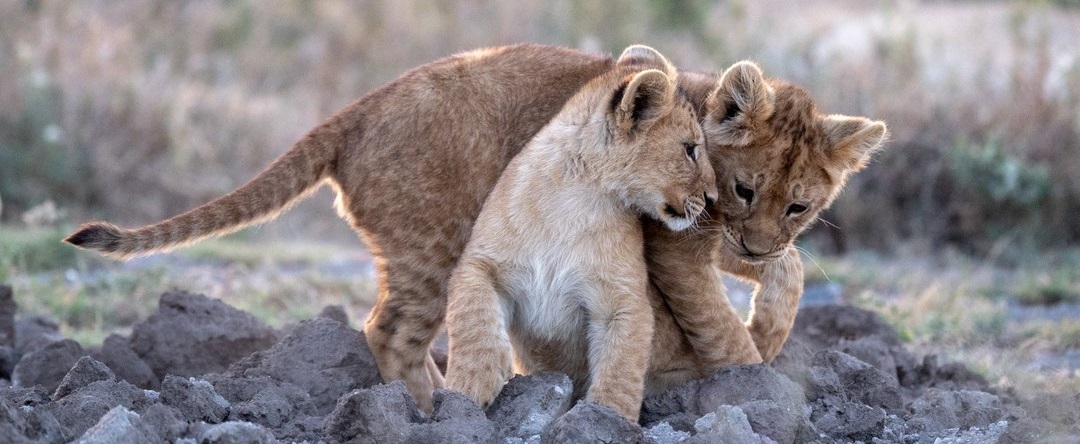 Safari dalla Città di Zanzibar