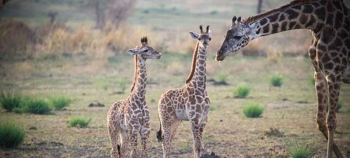 April 2026: Kenya Safari Group Joining Scheduled Departure Dates & Price Costs