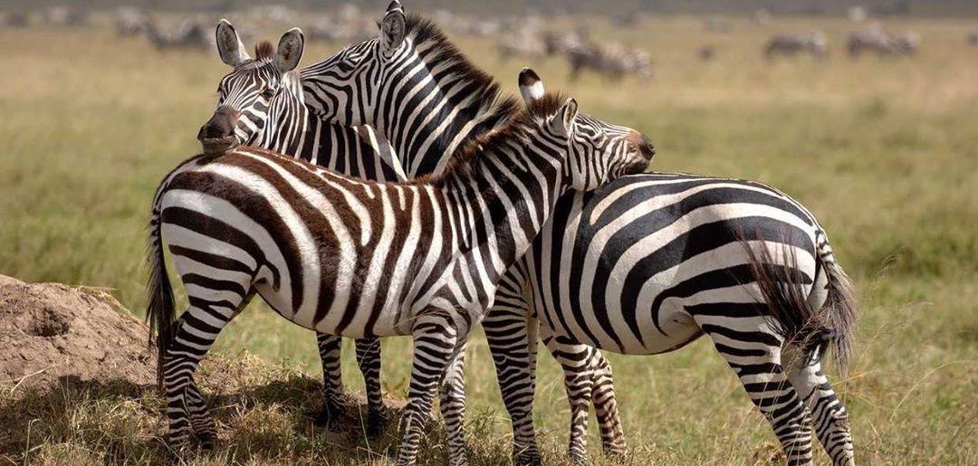 August 2026: Kenya Safari Group Joining Scheduled Departure Dates & Prices August 2026: Kenya Safari Trips Group Joining Scheduled Departure Dates & Prices