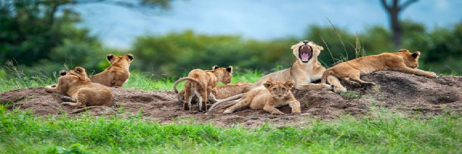 lions in Masai Mara game reserve