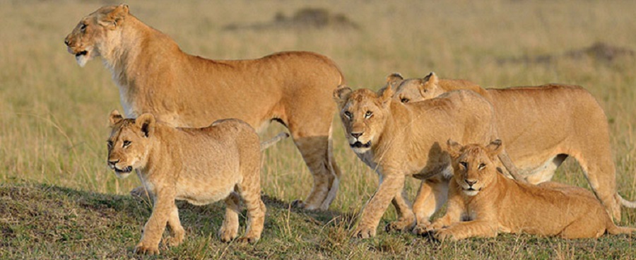 The best 4 days Masai Kenya safari tour