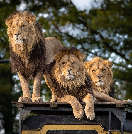 The best 10 African safari tours for 2025, 2025, and 2026