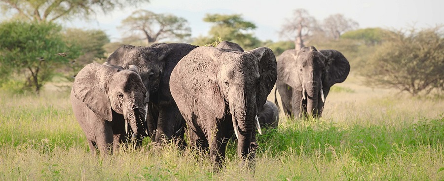 Best 3 days Tanzania group joining safari 2024, 2025, and 2026