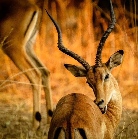 2024 – 2025 Top Things to Do in Tanzania: Today's Latest Updates from Africa Natural Tours
