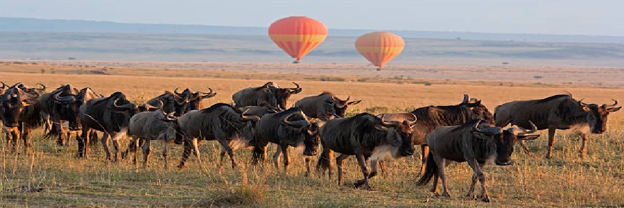 The best Masai Mara Kenya safari packages, costs, and best time in 2024, 2025, and 2026