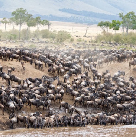 The best and most popular 9 days the greatest Serengeti wildebeest migration safari for 2024, 2025, and 2026