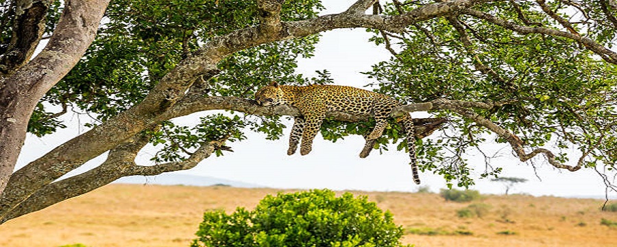 2 days in Tarangire and Ngorongoro Crater - June, July, August, September safaris