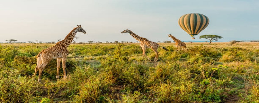Luxury, budget, mid-range Tanzania safari for 2024, 2025, and 2026