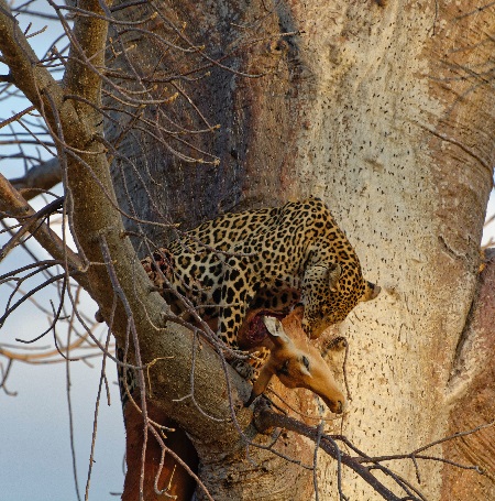 Southern Tanzania Safari: Tanzania Safari Tours in the Southern Circuit (2024, 2025, 2026)