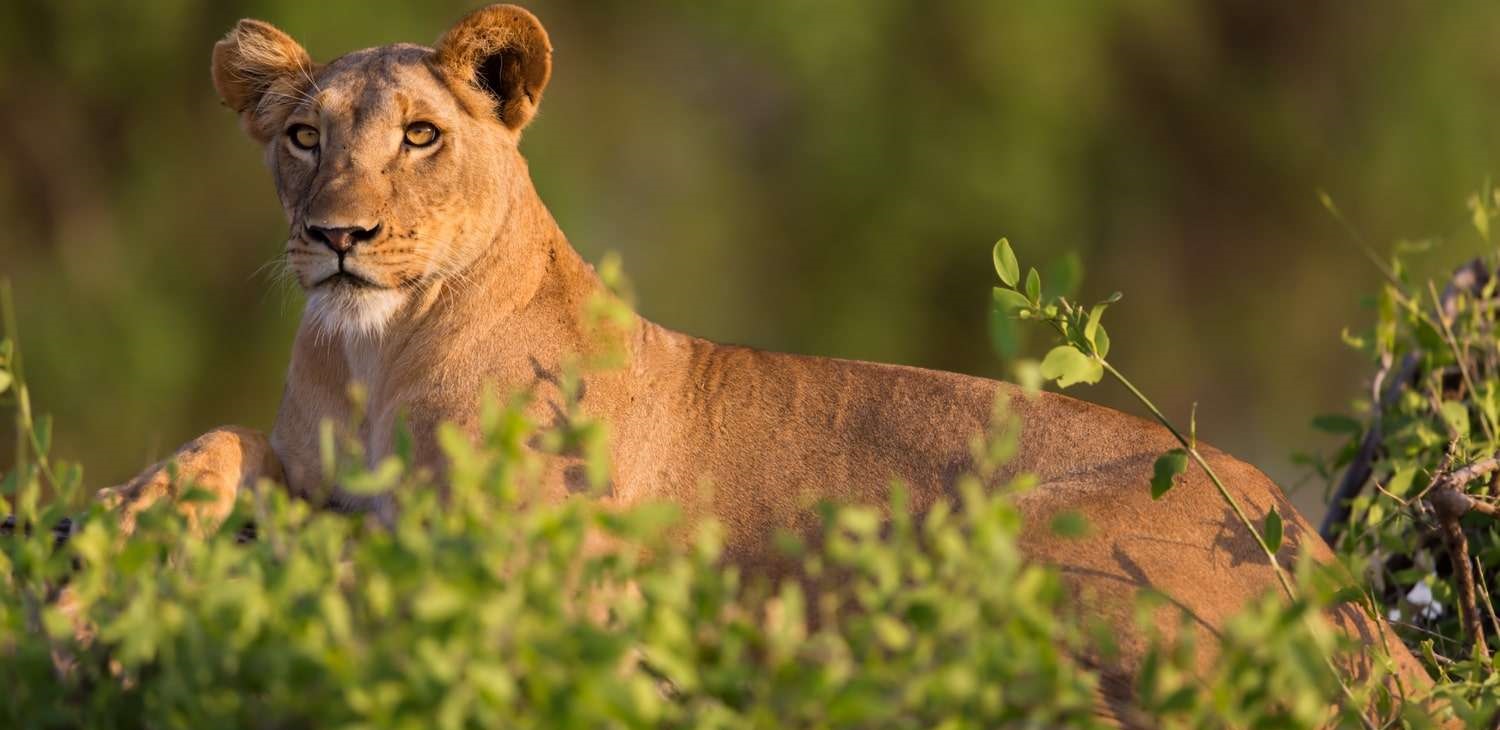 The Best Kenya Safari Months