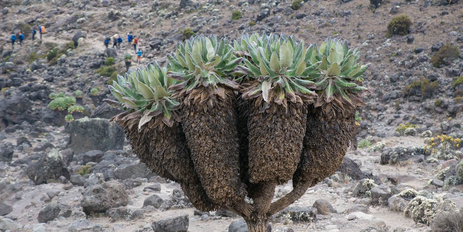 Kilimanjaro Climbing Costs