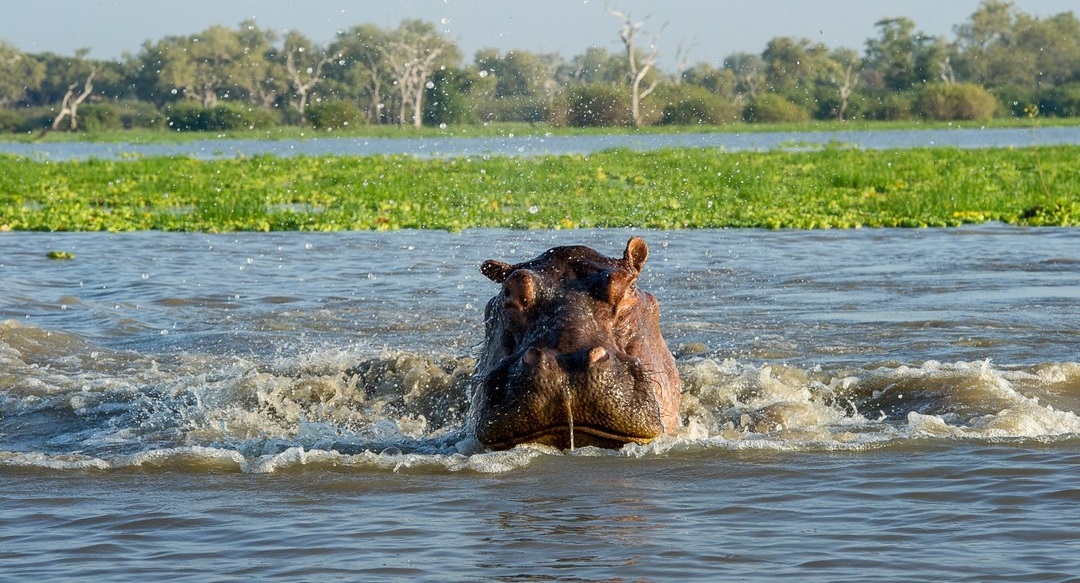 Best Time to Visit Tanzania For Lodge Safari