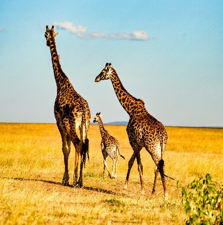 Best Tanzania safari packages in January, February, and March 2026, 2027, and 2028