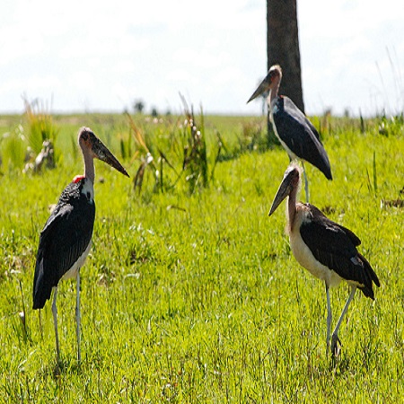 12 Days Birding Tour Uganda