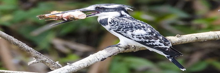 12 Days Birding Tour Uganda