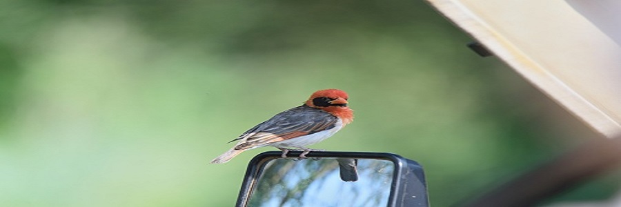 12 Days Birding Tour Uganda