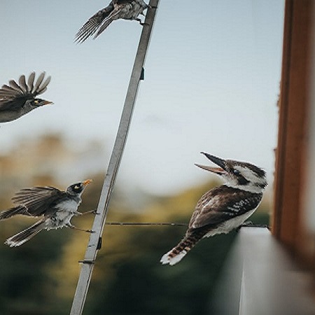 12 Days Birding Tour Uganda