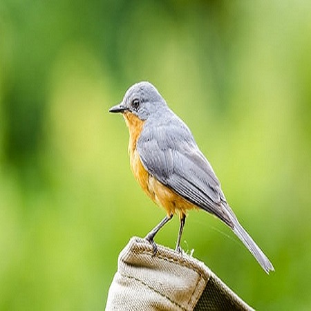 12 Days Birding Tour Uganda