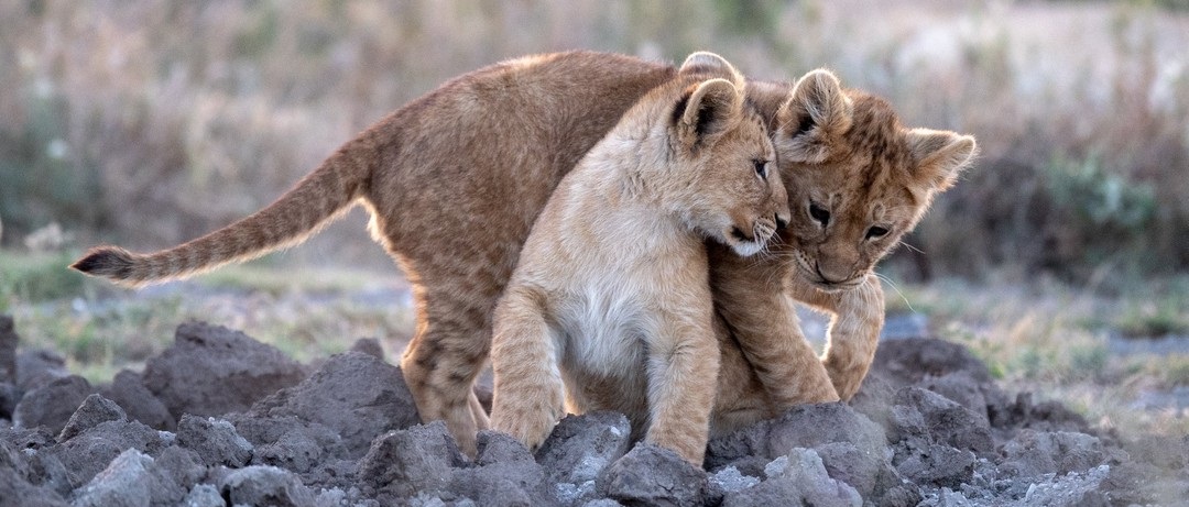 December 2025: Kenya Safari Trips Group Joining Scheduled Departure Dates & Prices