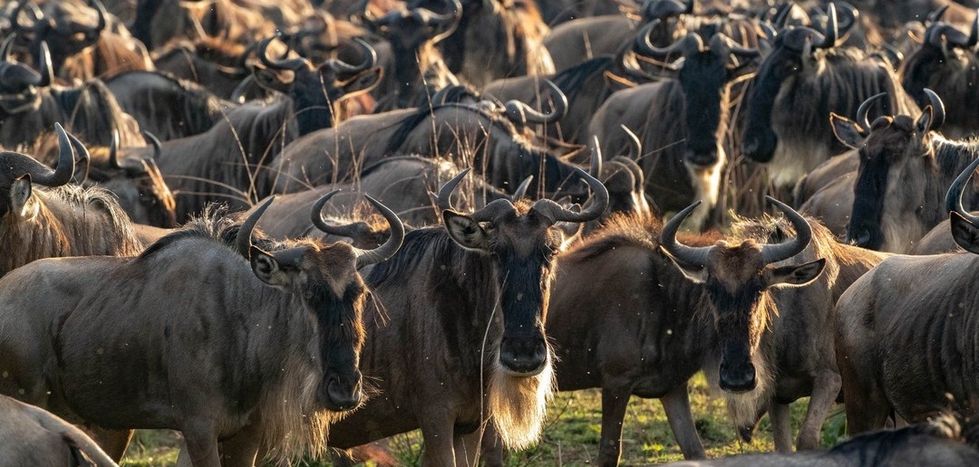 December 2025: Kenya Safari Group Joining Scheduled Departure Dates & Price Costs