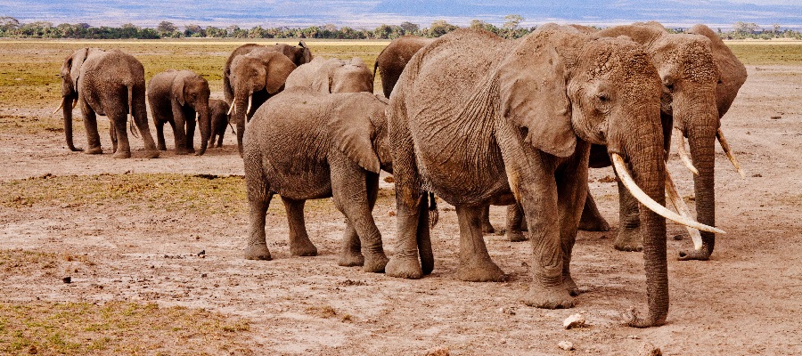 The best Amboseli National Park: The best view of the world’s tallest free-standing mount Kilimanjaro