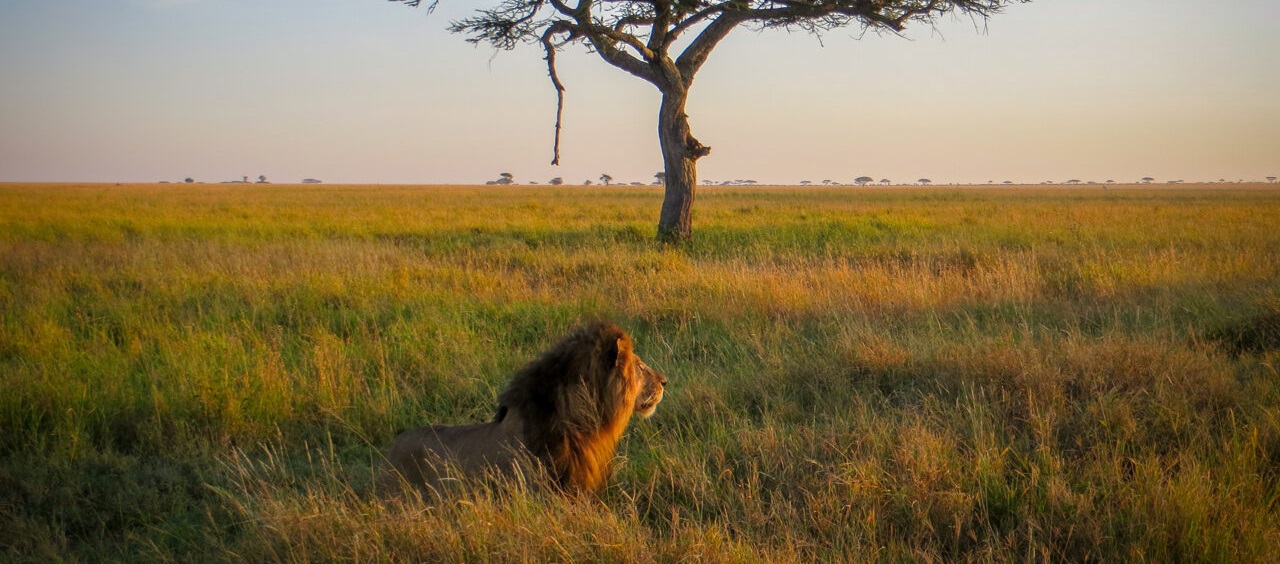 February 2026: Kenya Safari Trips Group Joining Scheduled Departure Dates & Prices