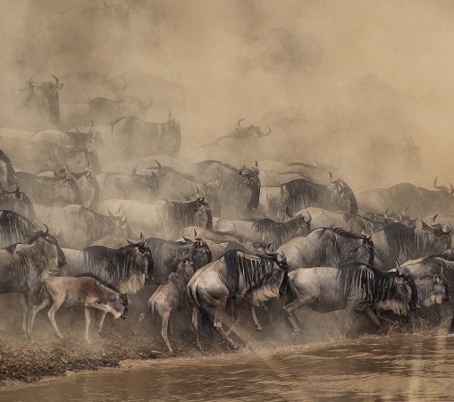 6 days Great Serengeti wildebeest migration safari