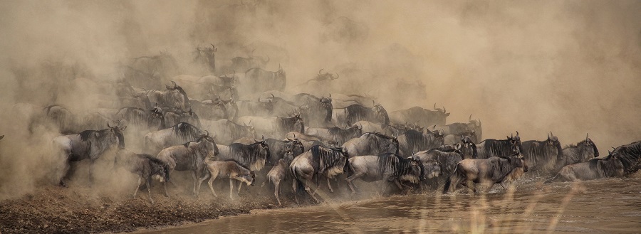 Tanzania Serengeti wildebeest migration Safari