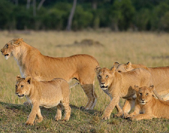 The best 4 days Serengeti migration safari 2024, 2025, and 2026