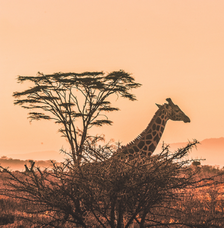4 days Serengeti migration safari