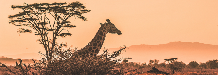 5 days Tanzania safari: luxury private lodges and budget camping safari 