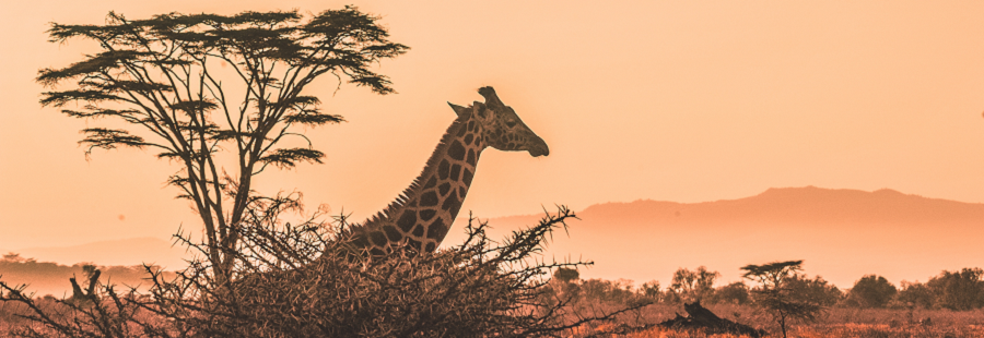 The best 4 days Serengeti migration safari 2024, 2025, and 2026