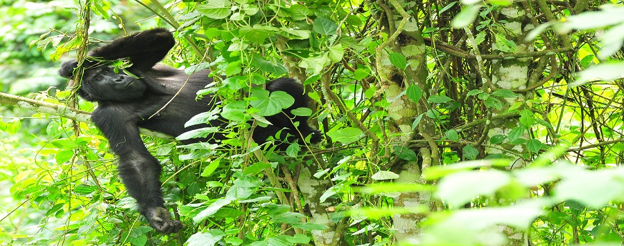 MBURO lake safaris in uganda